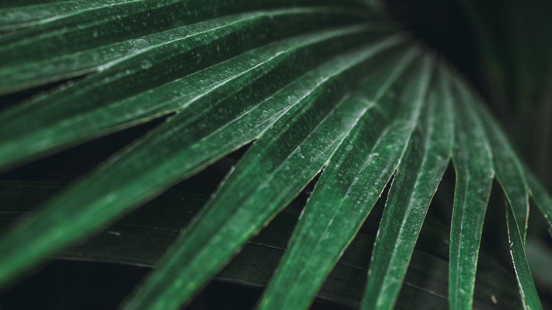 The Truth About Palm Oil — and Why We Choose to Stay Free from It